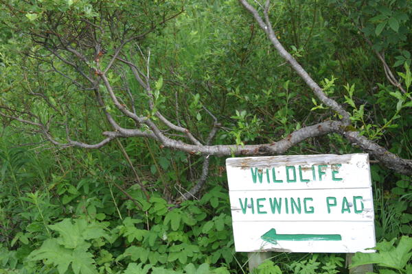 Bear Viewing Kodiak Island Alaska